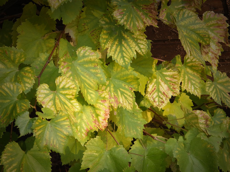 Wine leaves