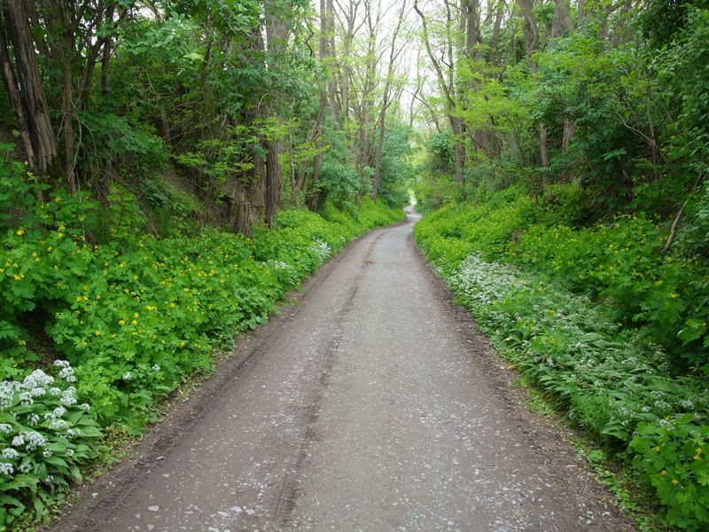 Way in spring