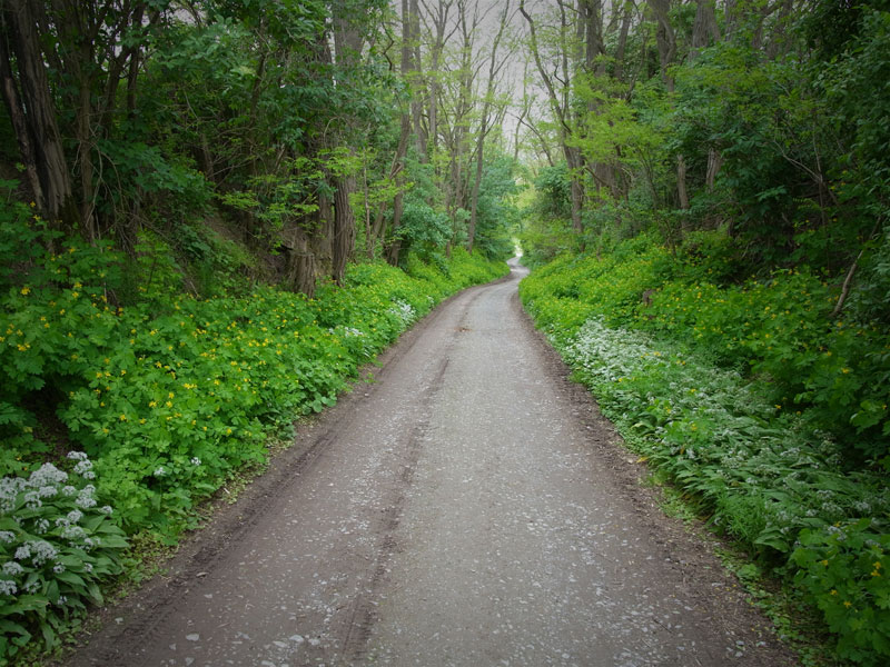 Way in spring